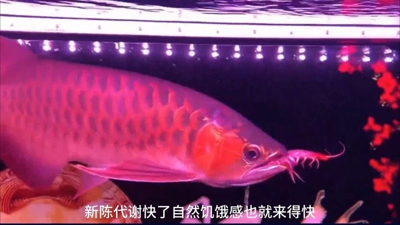 龍魚只吃飼料怎么辦啊 龍魚只吃飼料怎么辦啊 龍魚百科 第3張