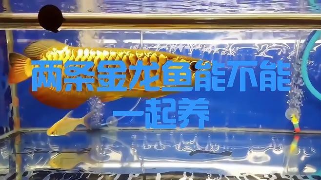 金龍魚與其他魚混養有何講究？ 金龍魚與其他魚混養有何講究？ 龍魚論壇 第2張