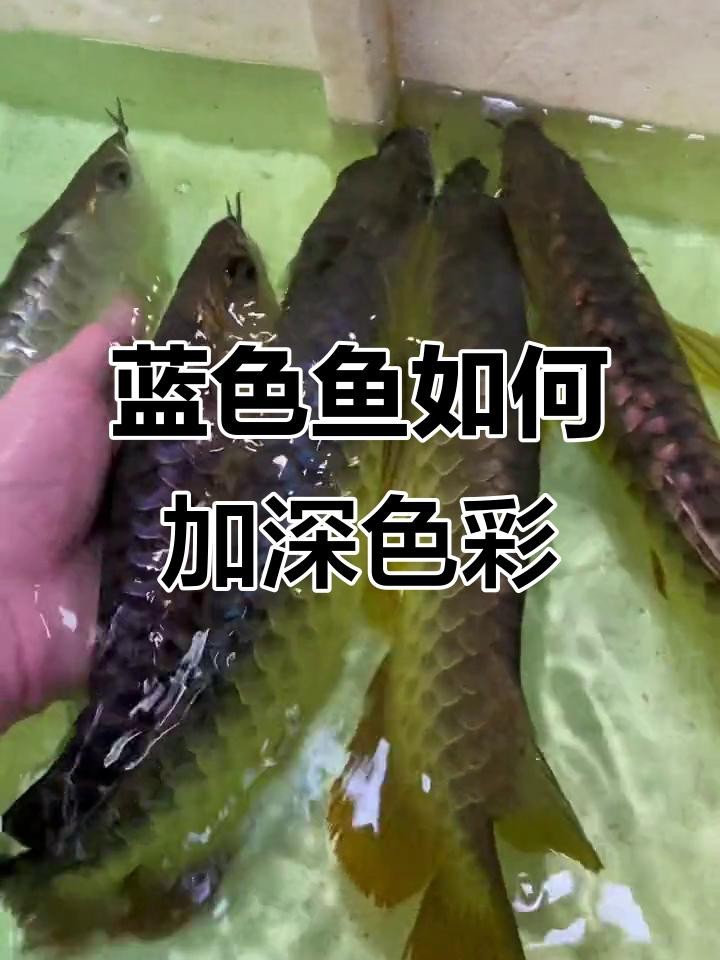 藍(lán)底金龍魚(yú)的最佳飼養(yǎng)環(huán)境