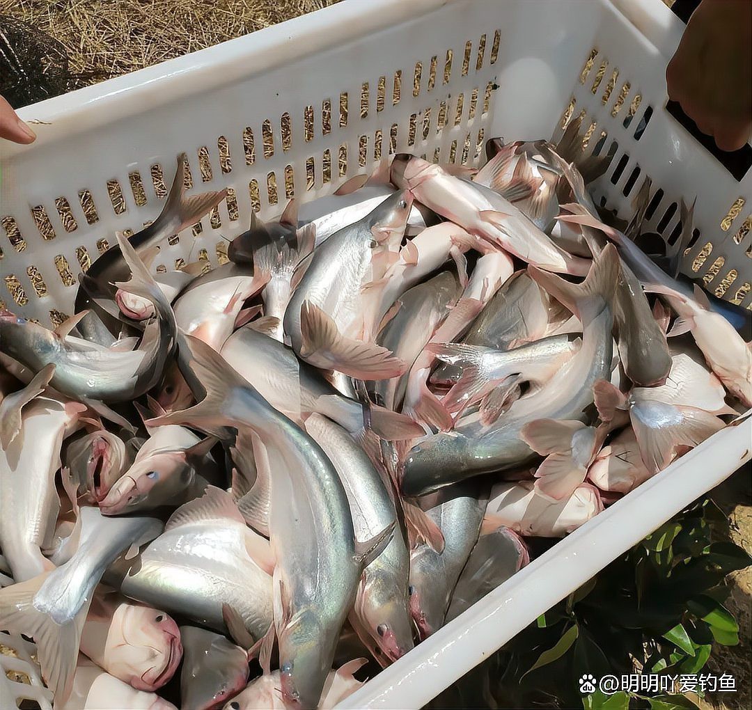 淡水白鯊魚價格 淡水白鯊魚價格 龍魚論壇 第1張
