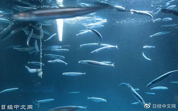 日本最大的水族館排名
