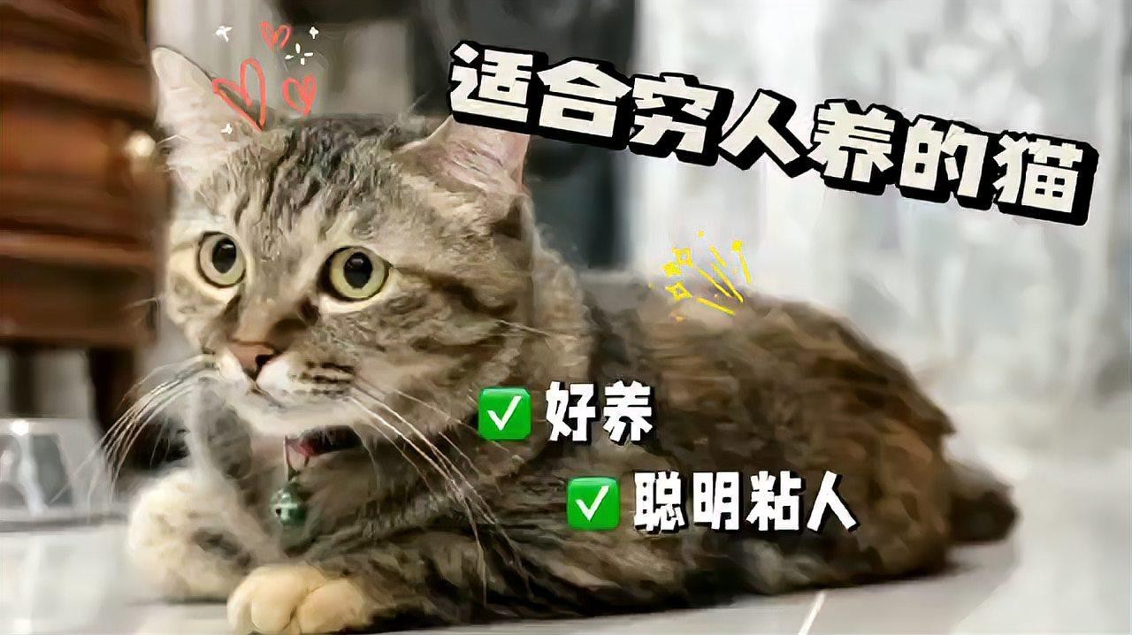 建議窮人養(yǎng)的10種貓