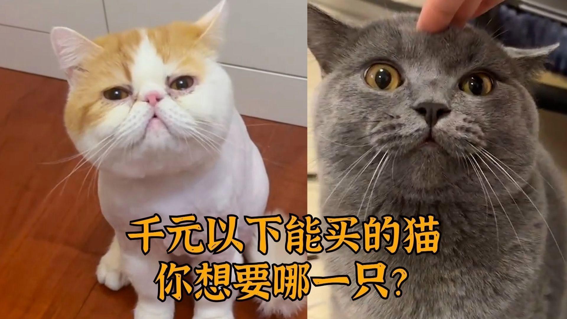 建議窮人養(yǎng)的10種貓