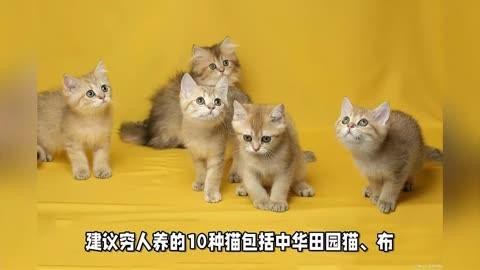建議窮人養(yǎng)的10種貓