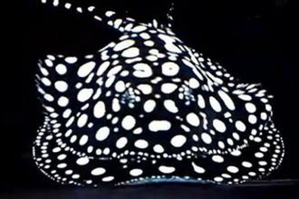 魟魚價格排名