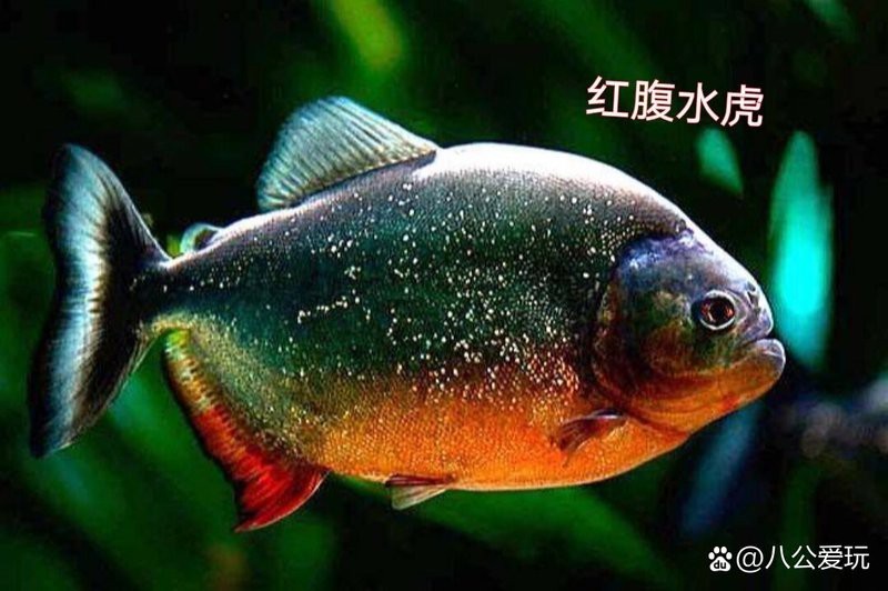 黑魚和雷龍魚的區(qū)別