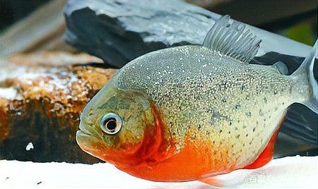 黑魚和雷龍魚的區(qū)別