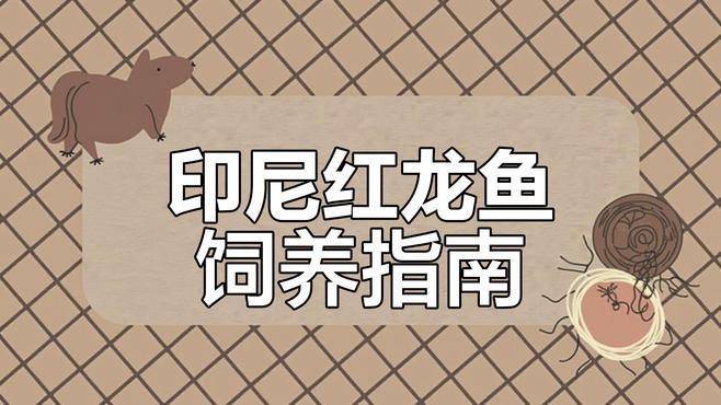 如何辨別真假祥龍紅龍魚？