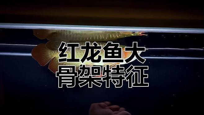 如何辨別真假祥龍紅龍魚？