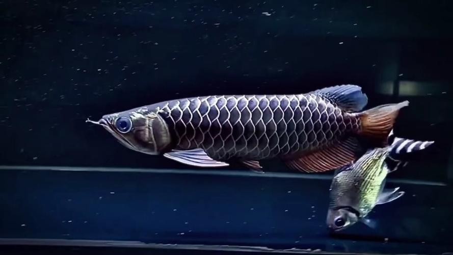 頂級龍魚的價格大概是多少？