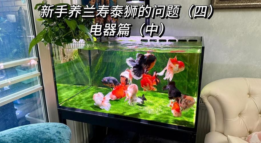 金龍魚最低溫度多少合適