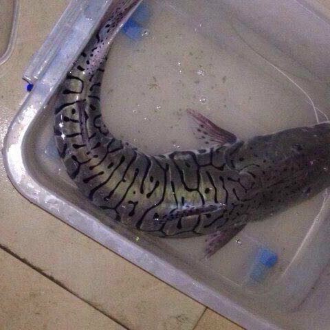 虎紋鴨嘴鯊幼魚吃什么