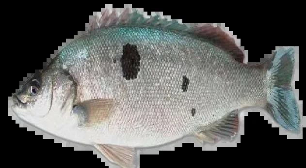 翡翠魚是什么魚