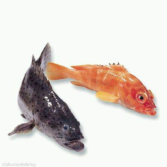 翡翠魚是什么魚