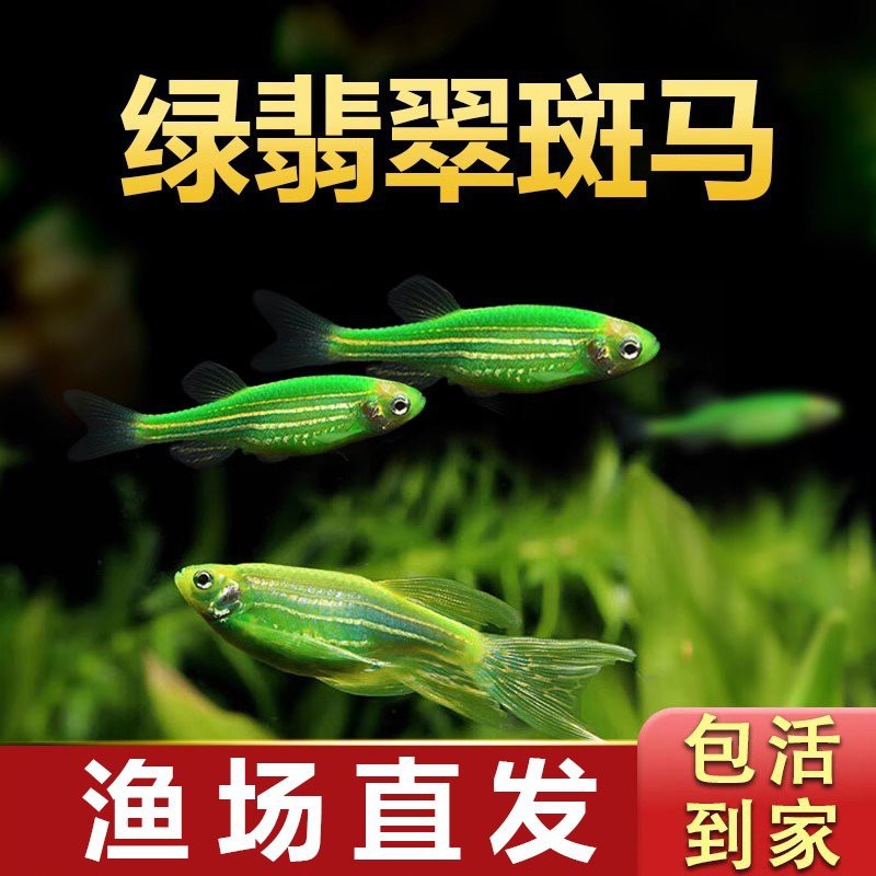 翡翠魚是什么魚