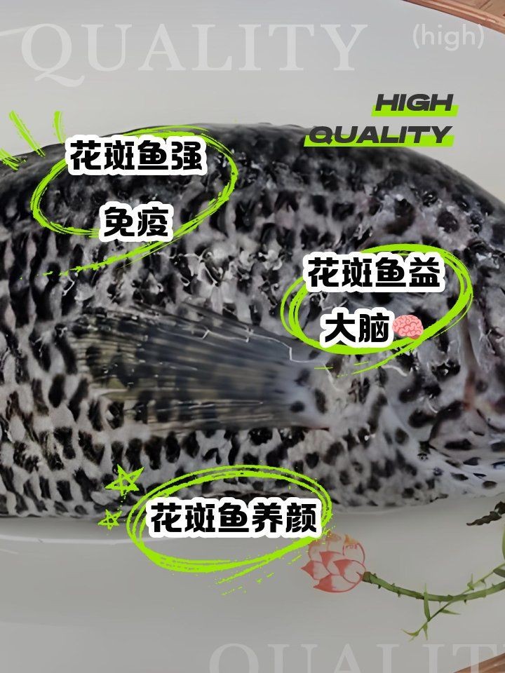 花斑魚(yú)的功效與作用 花斑魚(yú)的功效與作用 龍魚(yú)論壇 第6張