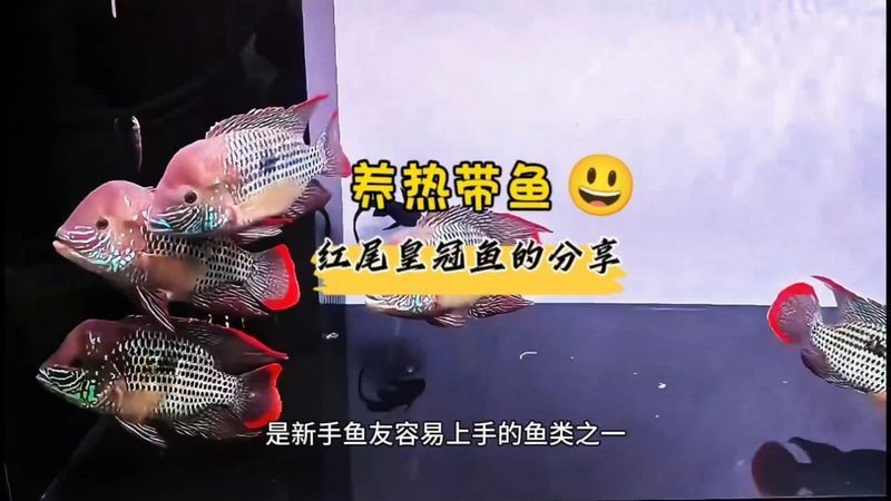 紅尾平克魚進食視頻