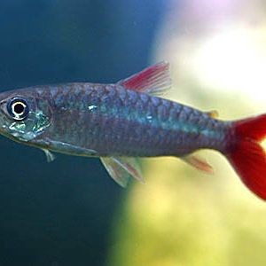 紅尾平克魚進食視頻