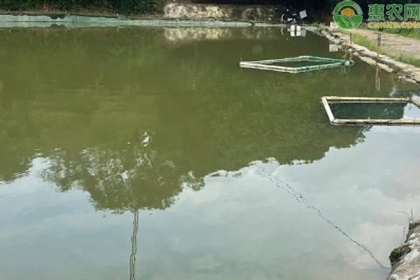 詳細閱讀:魚塘養的魚怎么找銷路 魚塘養的魚怎么找銷路