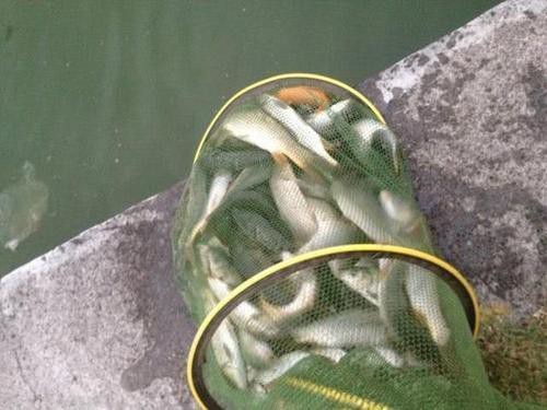 詳細閱讀:魚塘養的魚怎么找銷路 魚塘養的魚怎么找銷路