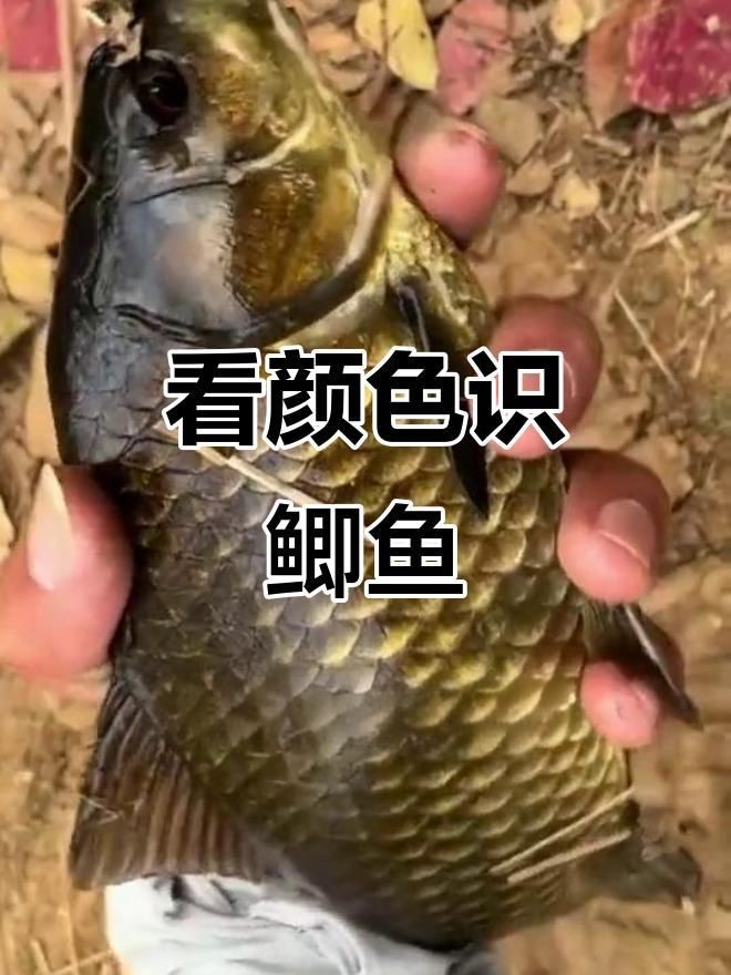 鯽魚發黑好還是發白好