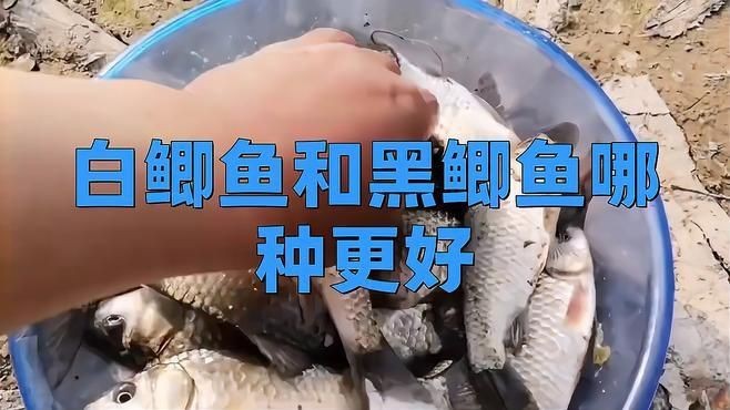 鯽魚發黑好還是發白好