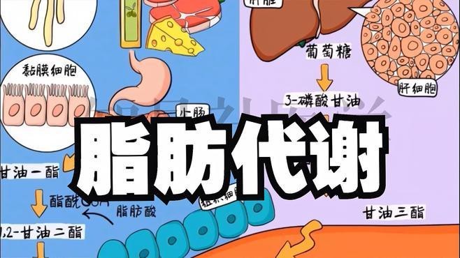 金龍魚甘油二酯油的具體功效是什么？