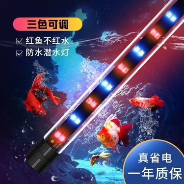 魚缸養(yǎng)金龍魚養(yǎng)幾條，，魚缸養(yǎng)金龍魚養(yǎng)幾條