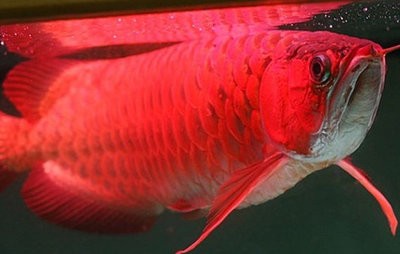 收藏級紅龍魚什么特征