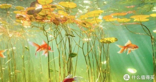 龍魚缸高度最低要求（龍魚缸的最低高度要求是60厘米，這是為了保證龍魚的健康需求）