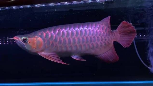 紅龍魚戰(zhàn)車最建議買的三樣東西 龍魚論壇 第2張 紅龍魚戰(zhàn)車最建議買的三樣東西 紅龍魚戰(zhàn)車最建議買的三樣東西 龍魚論壇 第2張