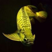 紅龍魚戰(zhàn)車最建議買的三樣東西 龍魚論壇 第3張 紅龍魚戰(zhàn)車最建議買的三樣東西 紅龍魚戰(zhàn)車最建議買的三樣東西 龍魚論壇 第3張