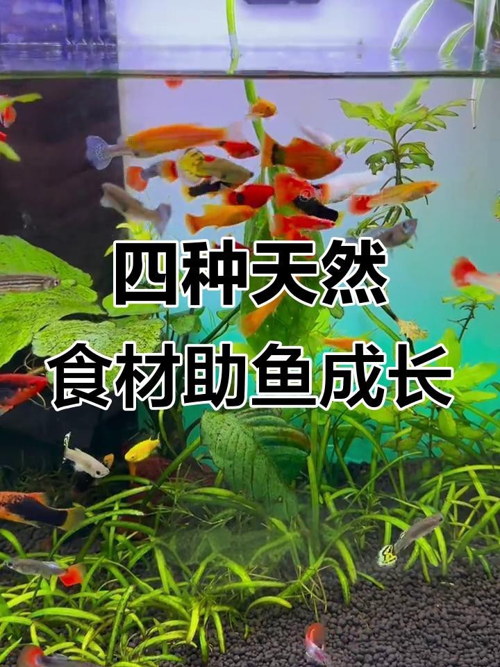 觀賞魚增色吃什么飼料