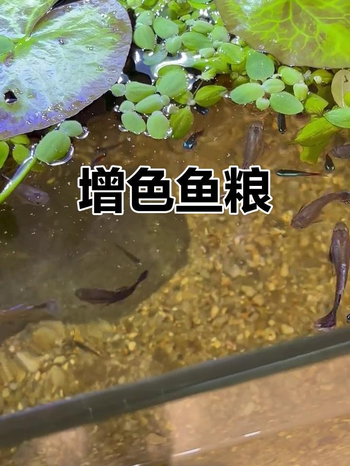 觀賞魚增色吃什么飼料