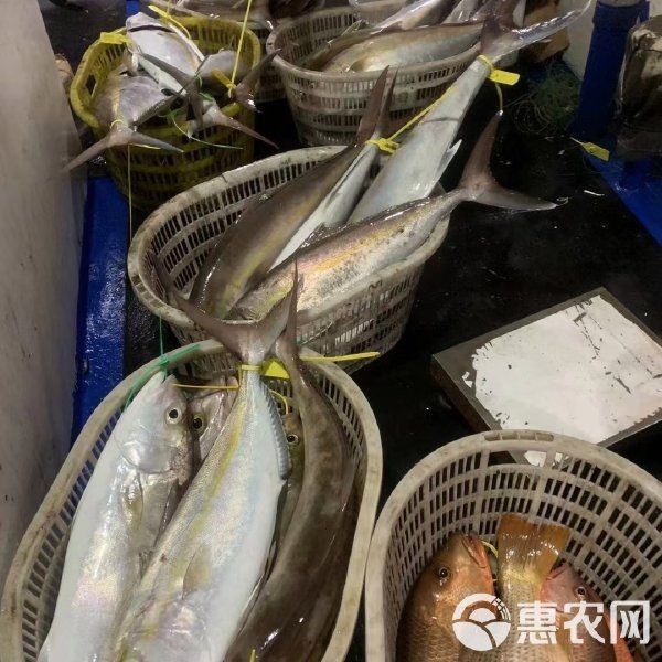 紅甘魚多少錢一斤 龍魚論壇 第1張 紅甘魚多少錢一斤 紅甘魚多少錢一斤 龍魚論壇 第1張