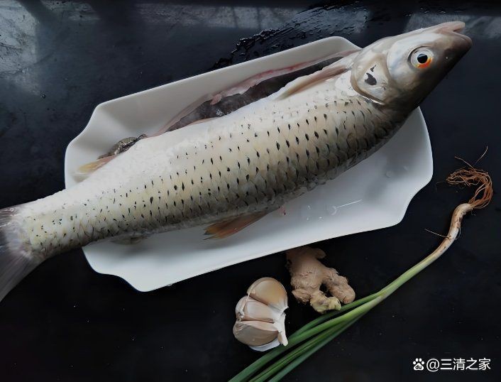 紅甘魚多少錢一斤 龍魚論壇 第4張 紅甘魚多少錢一斤 紅甘魚多少錢一斤 龍魚論壇 第4張
