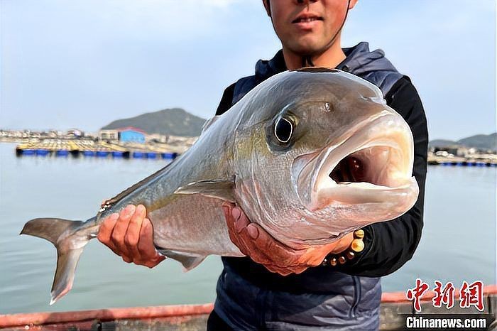 紅甘魚多少錢一斤 龍魚論壇 第2張 紅甘魚多少錢一斤 紅甘魚多少錢一斤 龍魚論壇 第2張
