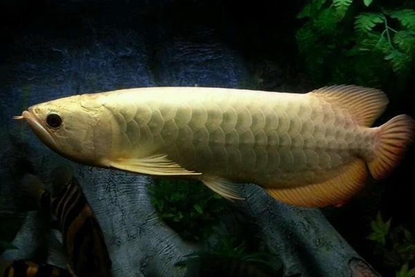 古典過背金龍價格