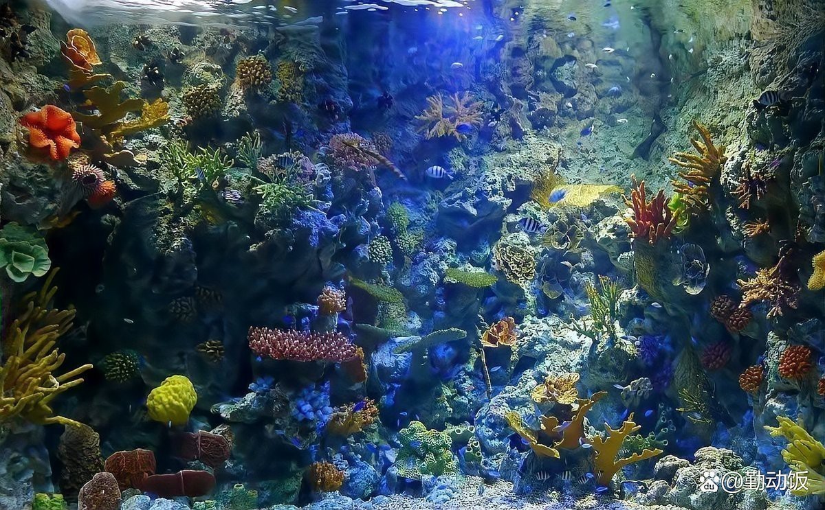 全國(guó)海洋館排名一覽表