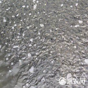草魚苗批發(fā)附近本地 一斤