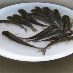 草魚苗批發(fā)附近本地 一斤