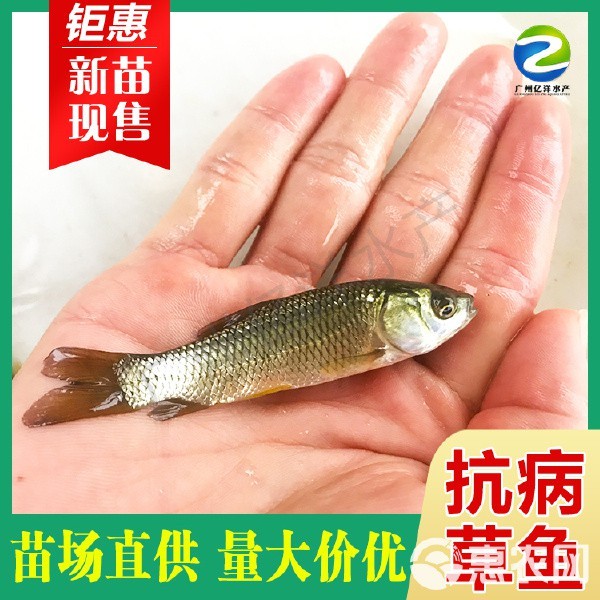 草魚苗批發(fā)附近本地 一斤