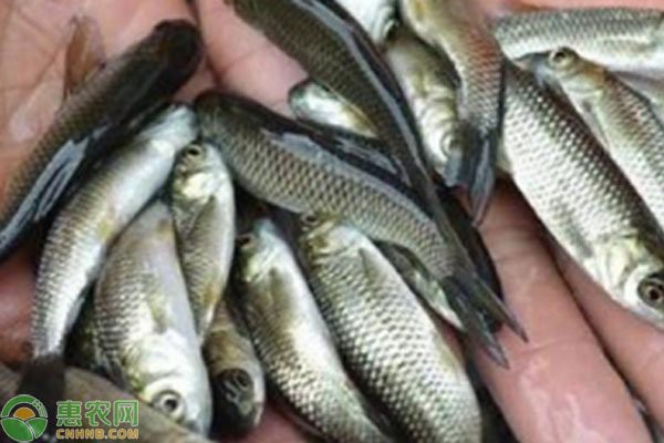 草魚苗批發(fā)附近本地 一斤