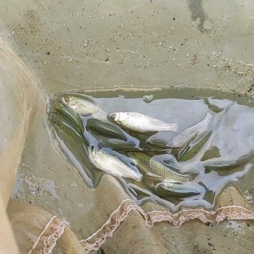 草魚苗批發(fā)附近本地 一斤