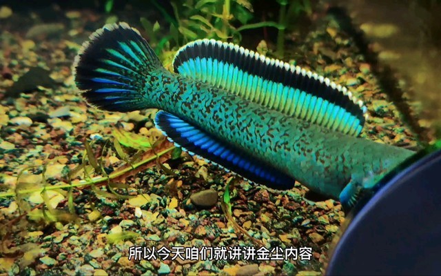 森森魚缸最新款底濾（森森魚缸底濾特點如何維護森森魚缸底濾適用魚種）