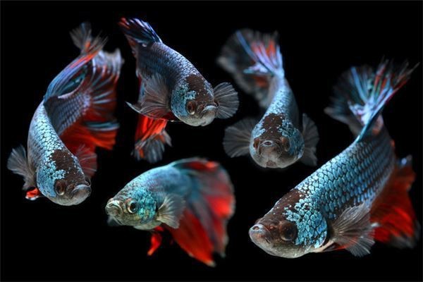 斗魚旺財還是破財 斗魚旺財還是破財 龍魚論壇 第1張