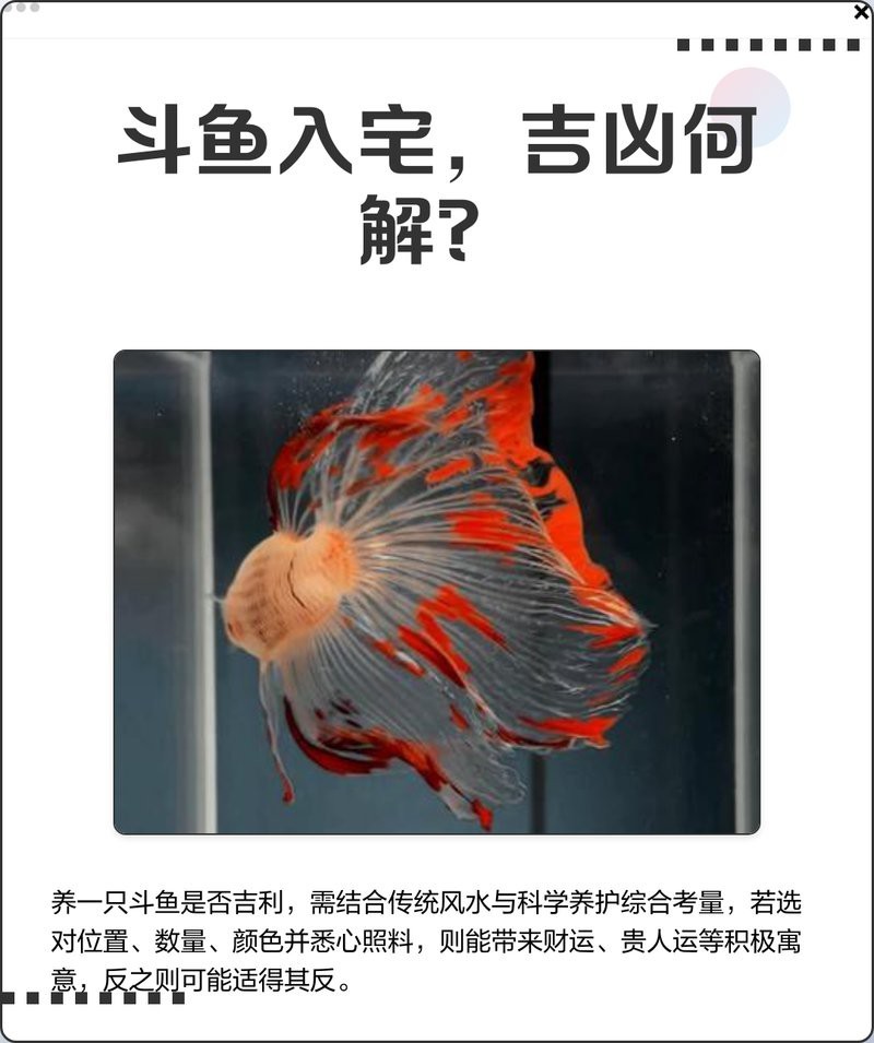 斗魚旺財還是破財 斗魚旺財還是破財 龍魚論壇 第2張