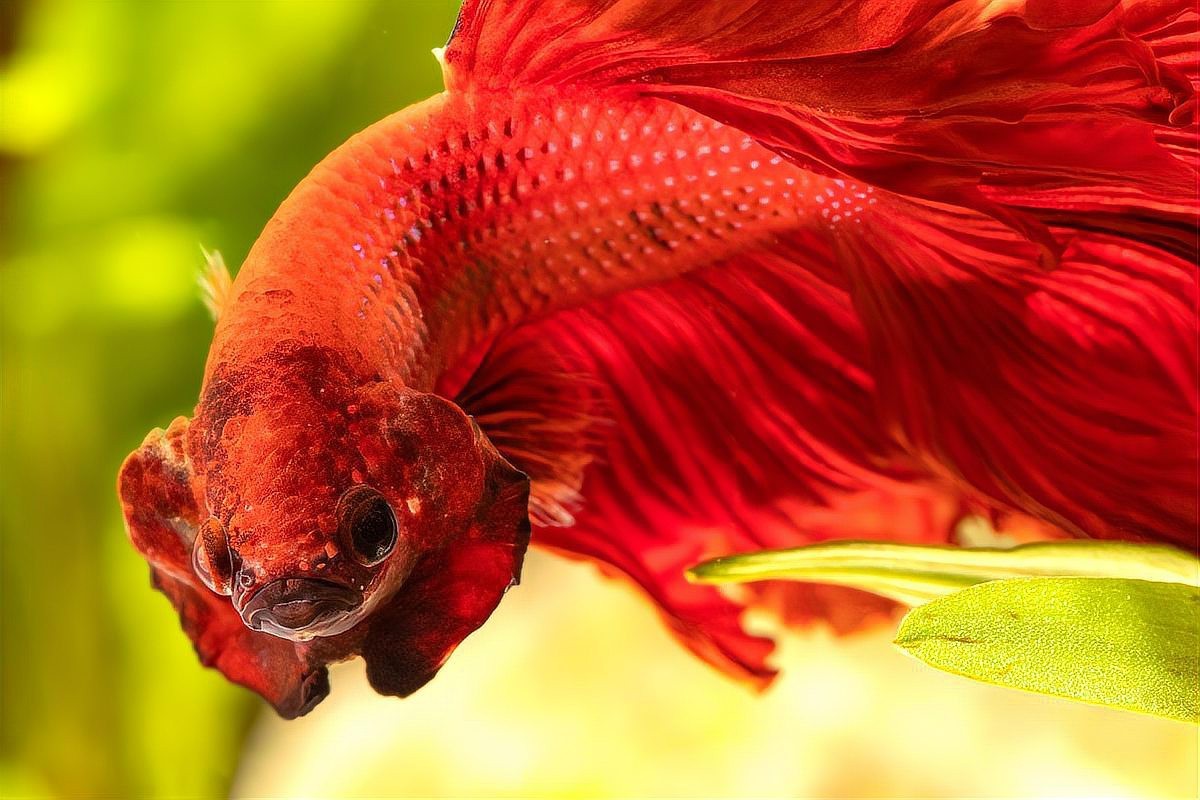 斗魚旺財還是破財 斗魚旺財還是破財 龍魚論壇 第5張