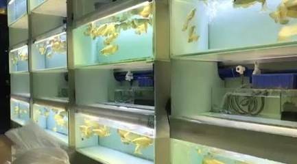 東莞市道滘新彩虹水族館（東莞市道滘新彩虹水族館地址）
