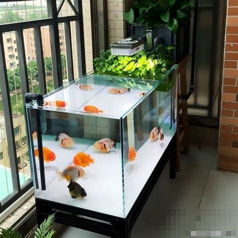 龍魚缸需要多大的過濾器？